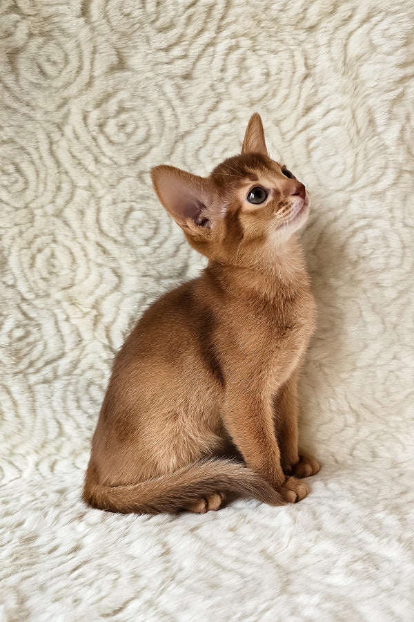 Gymmie | Abyssinian Kitten