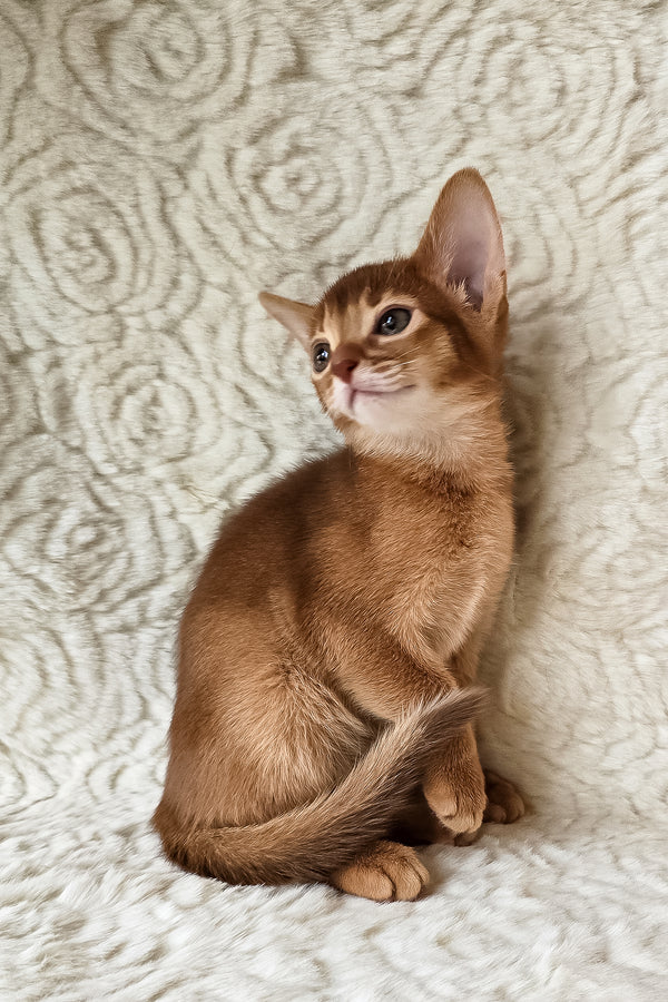 Gymmie | Abyssinian Kitten