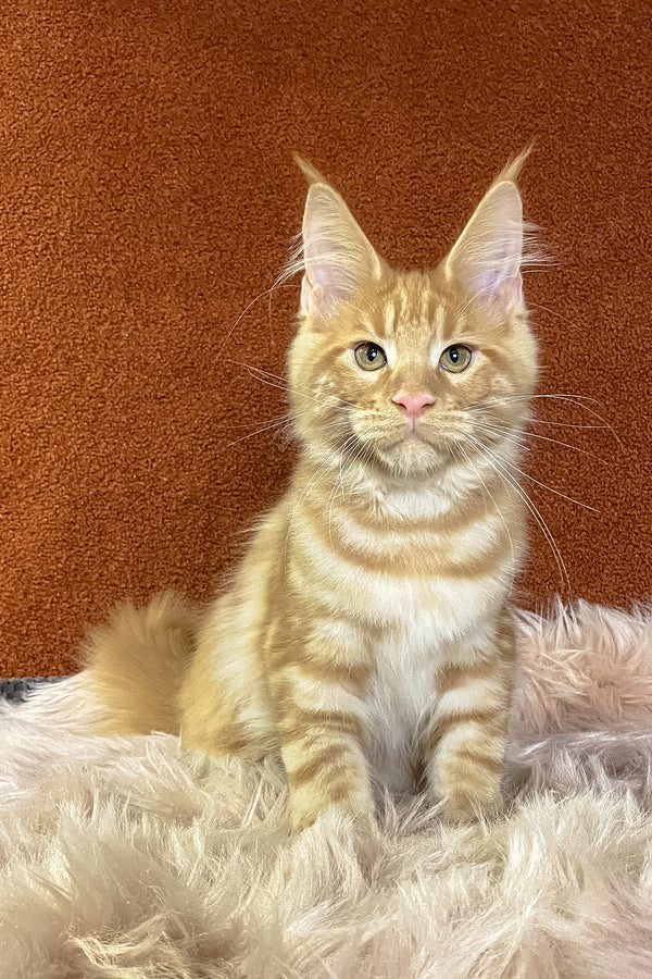 Illarion | Maine Coon Kitten