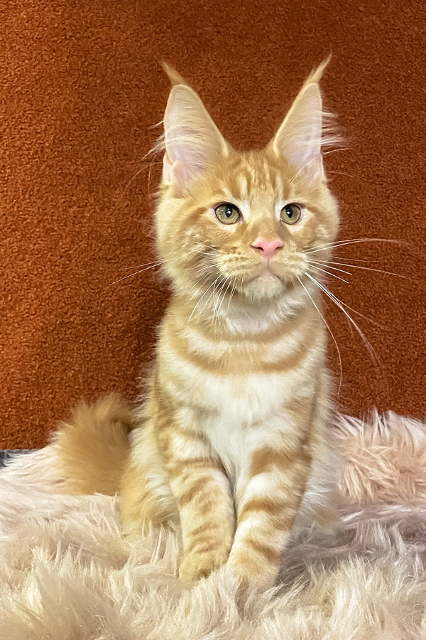 Illarion | Maine Coon Kitten