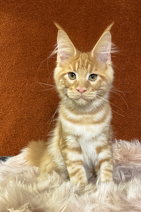 Illarion | Maine Coon Kitten