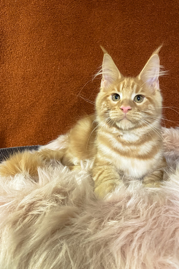 Illarion | Maine Coon Kitten
