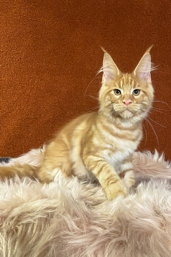 Illarion | Maine Coon Kitten
