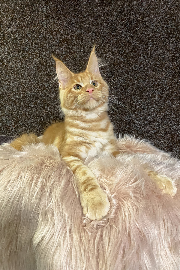 Illarion | Maine Coon Kitten