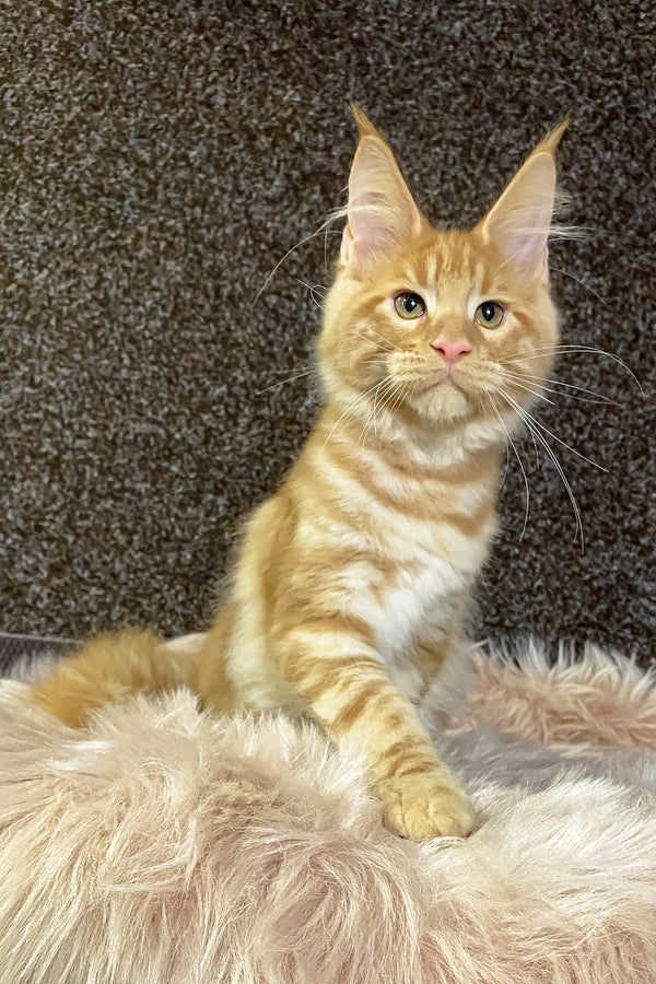 Illarion | Maine Coon Kitten