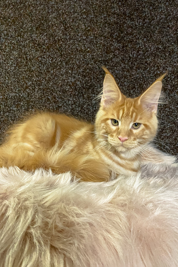Illarion | Maine Coon Kitten
