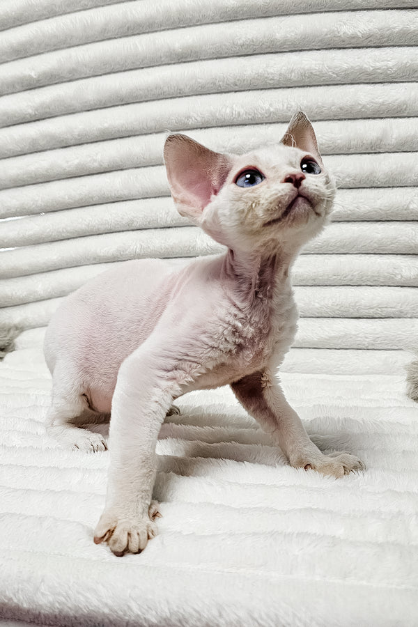 Ivan | Devon Rex Kitten