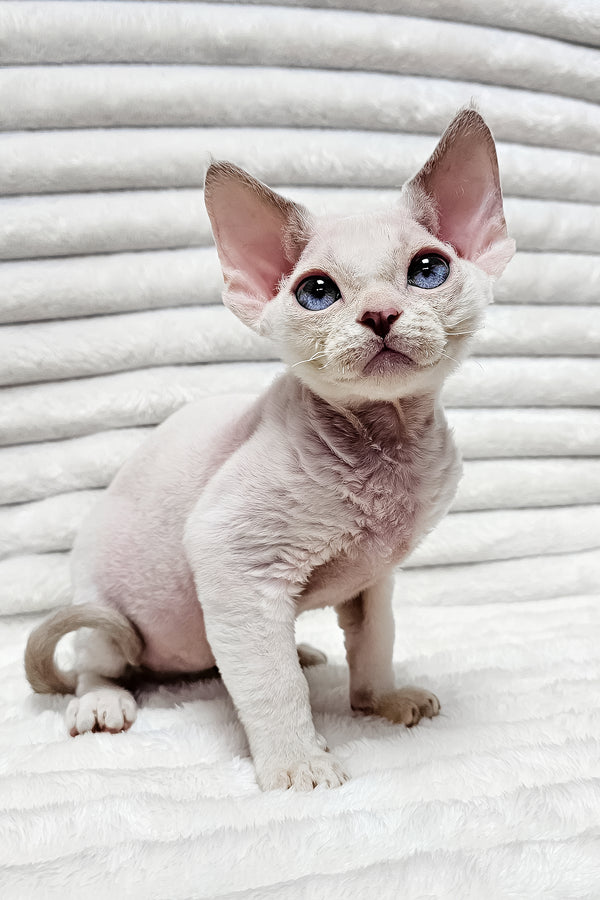 Ivan | Devon Rex Kitten