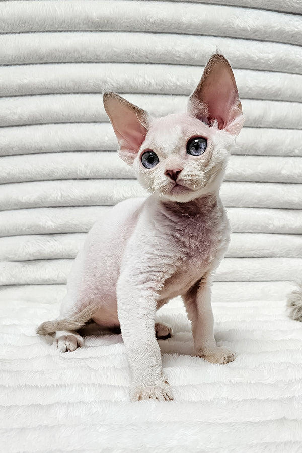 Ivan | Devon Rex Kitten