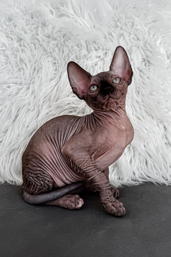 Jack | Canadian Sphynx Kitten
