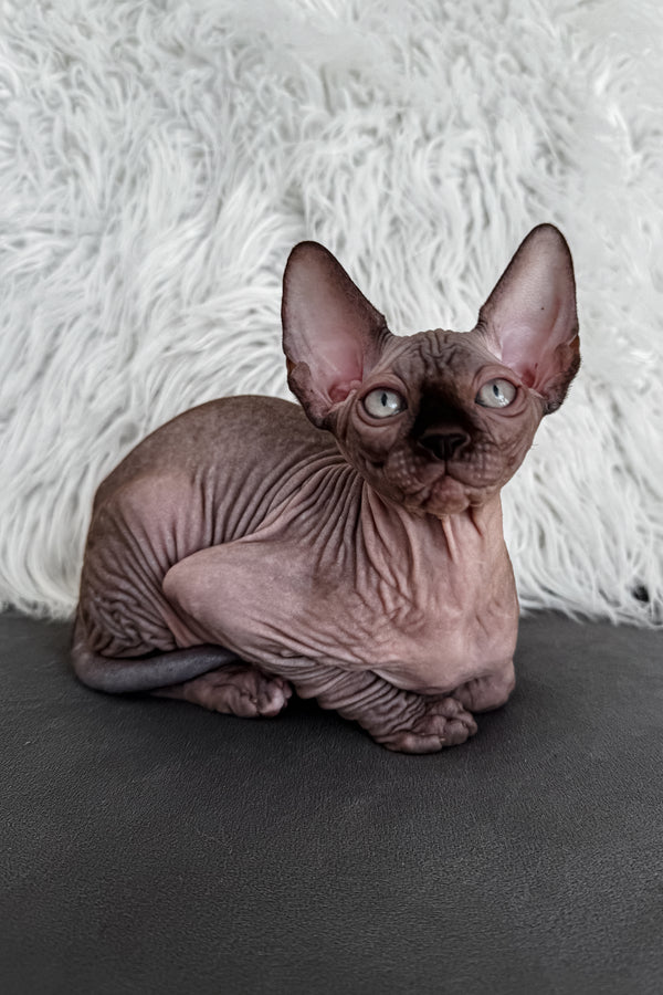 Jack | Canadian Sphynx Kitten