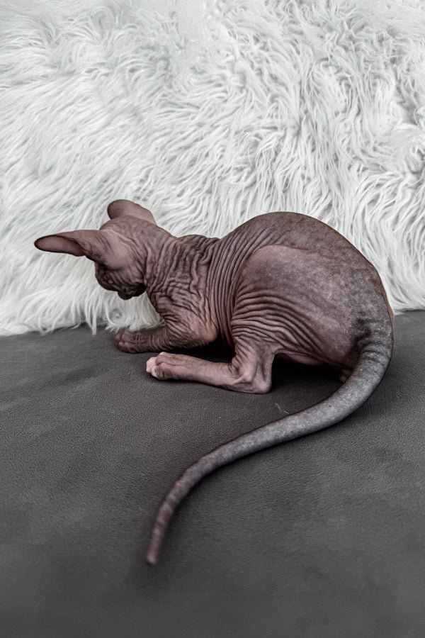 Jack | Canadian Sphynx Kitten