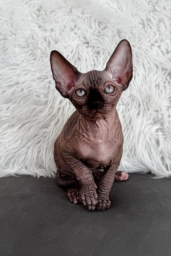 Jack | Canadian Sphynx Kitten