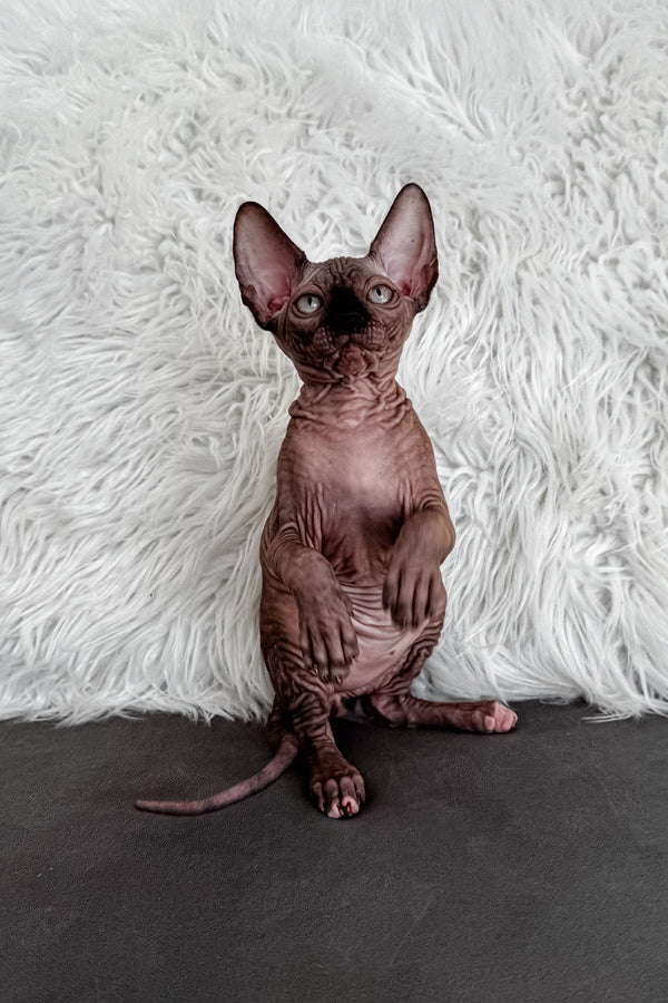 Jack | Canadian Sphynx Kitten