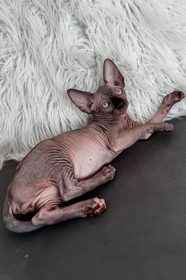 Jack | Canadian Sphynx Kitten