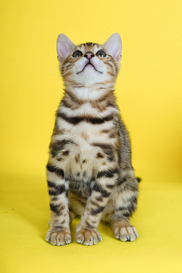 Jayson | Bengal Kitten