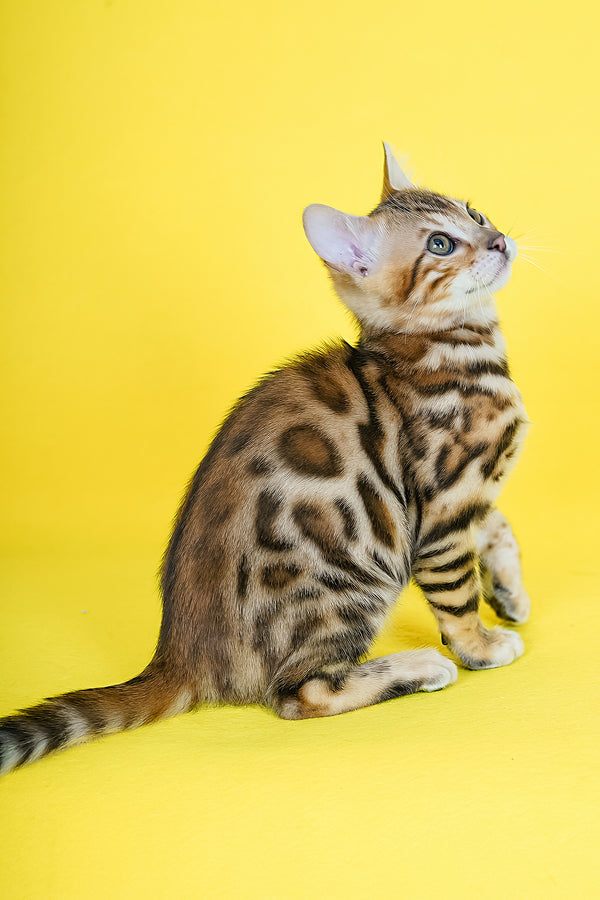 Jayson | Bengal Kitten