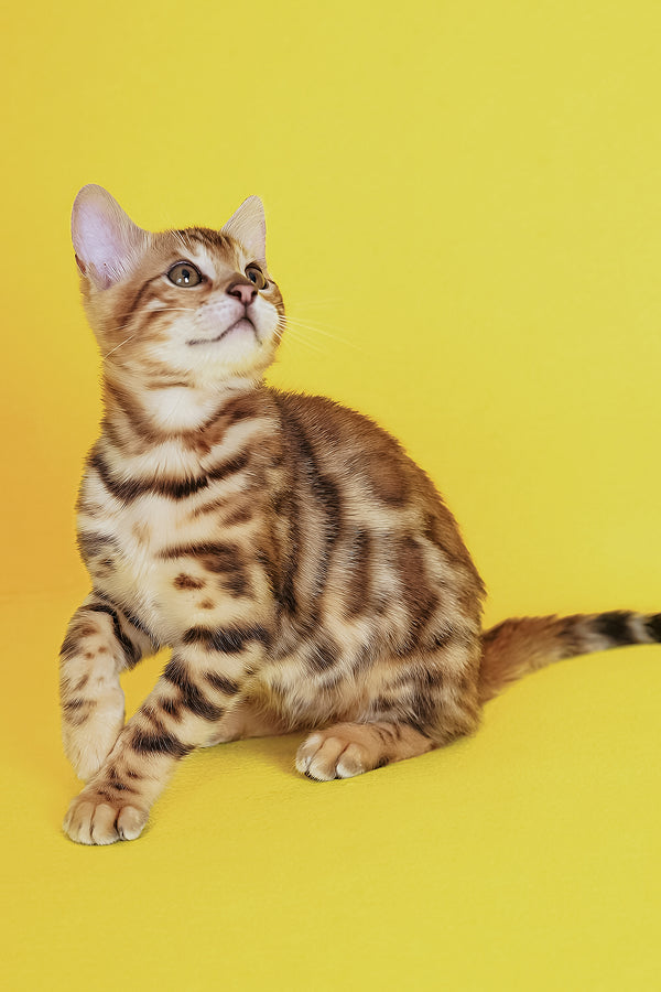 Jayson | Bengal Kitten