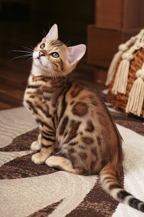 Jayson | Bengal Kitten