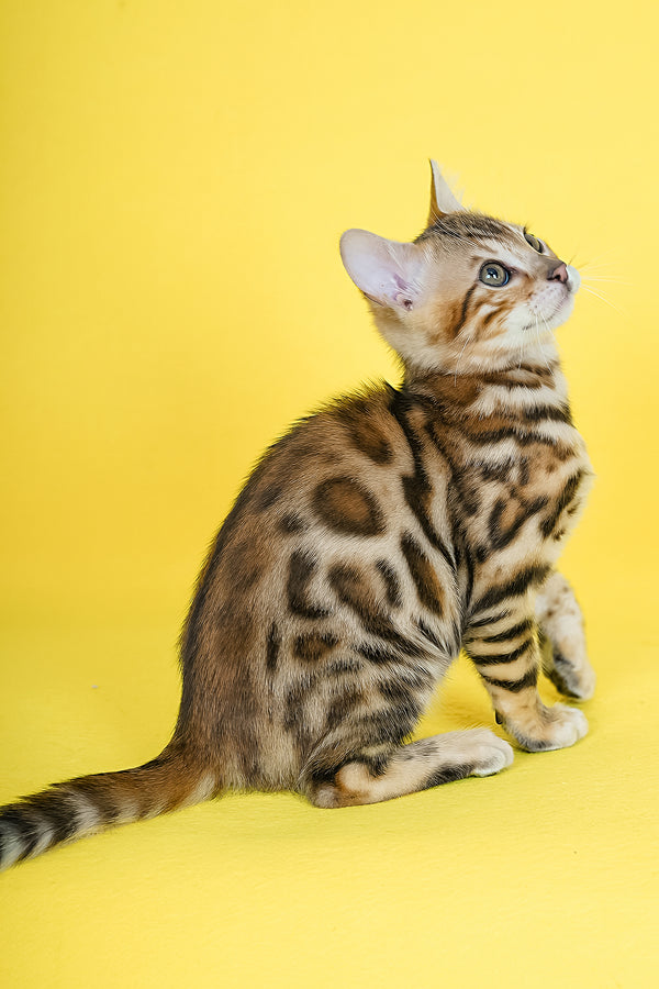 Jayson | Bengal Kitten