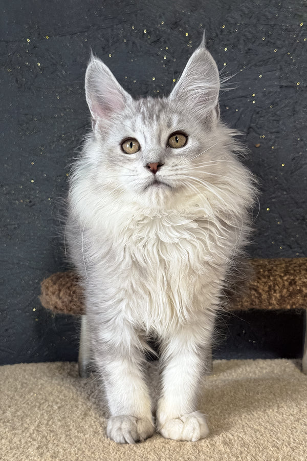 Kandy | Maine Coon Kitten