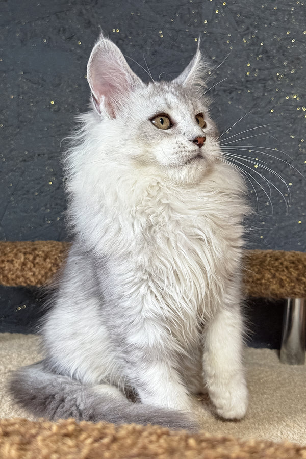 Kandy | Maine Coon Kitten