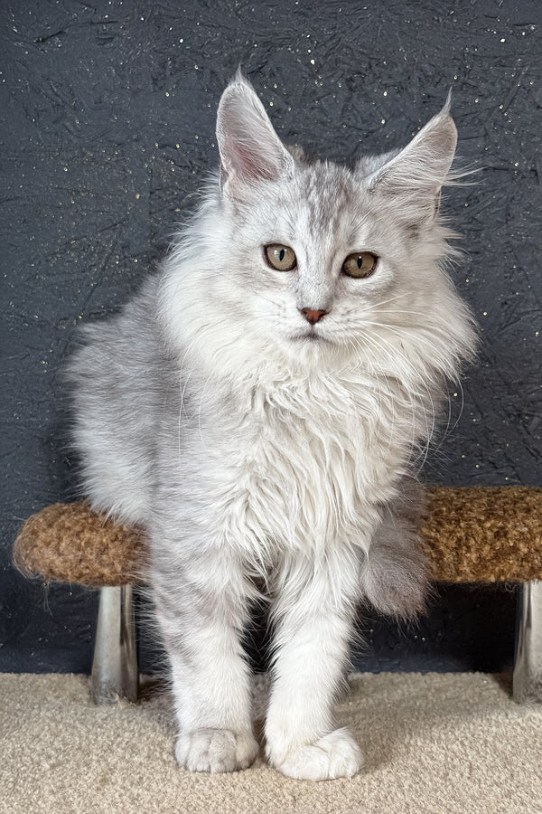 Kandy | Maine Coon Kitten