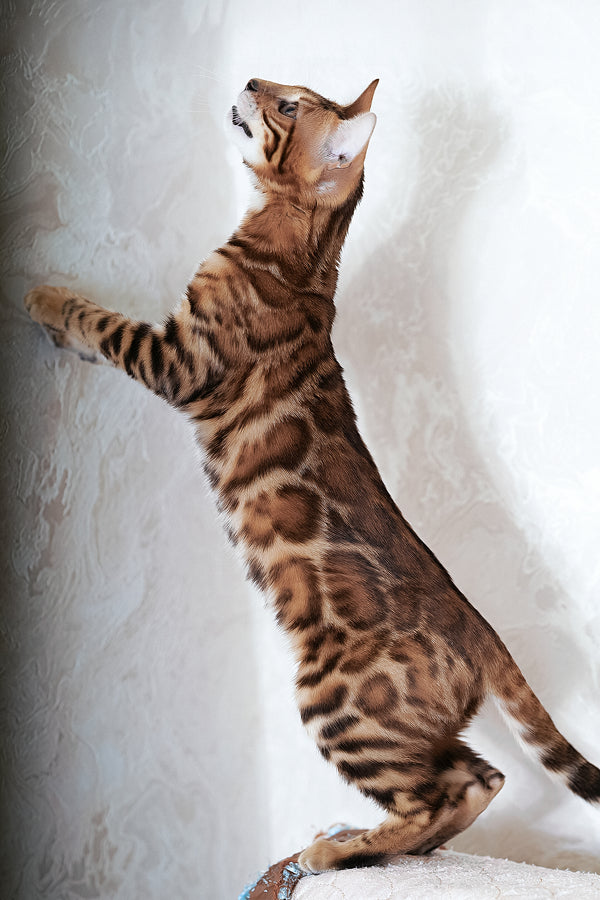 Katarina | Bengal Kitten