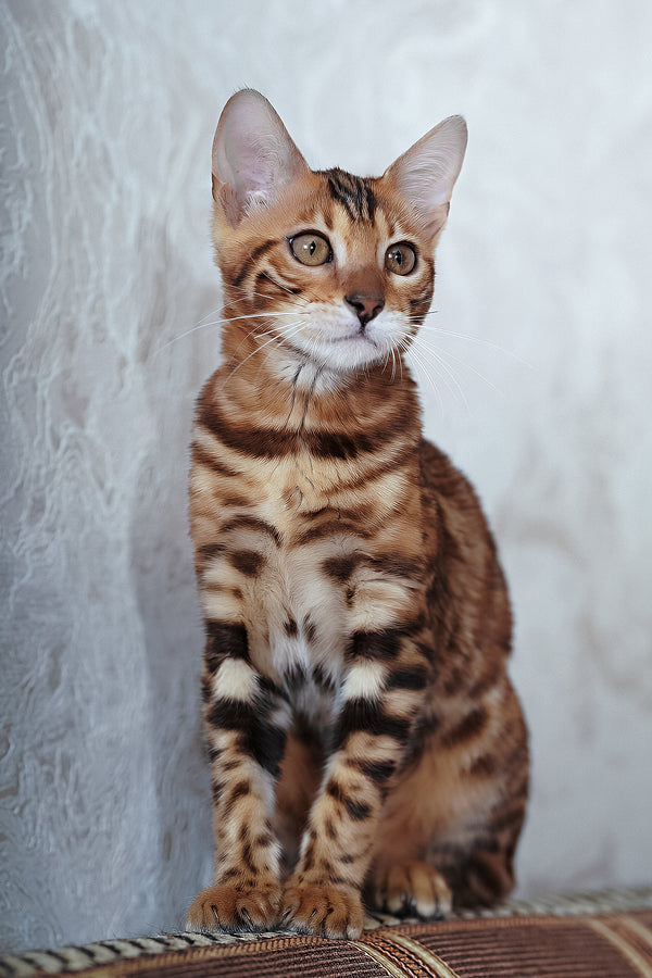 Katarina | Bengal Kitten