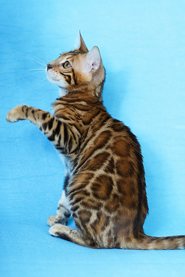 Katarina | Bengal Kitten