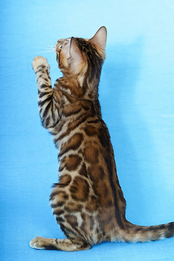 Katarina | Bengal Kitten