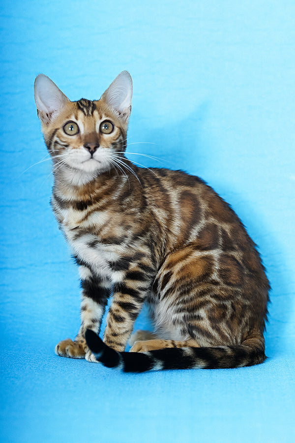 Katarina | Bengal Kitten