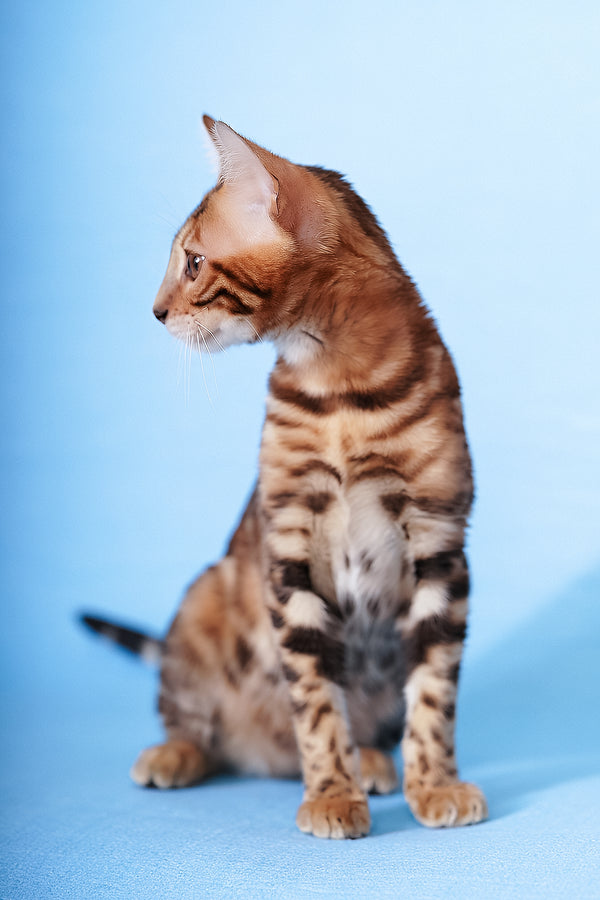 Katarina | Bengal Kitten