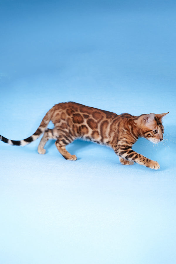 Katarina | Bengal Kitten