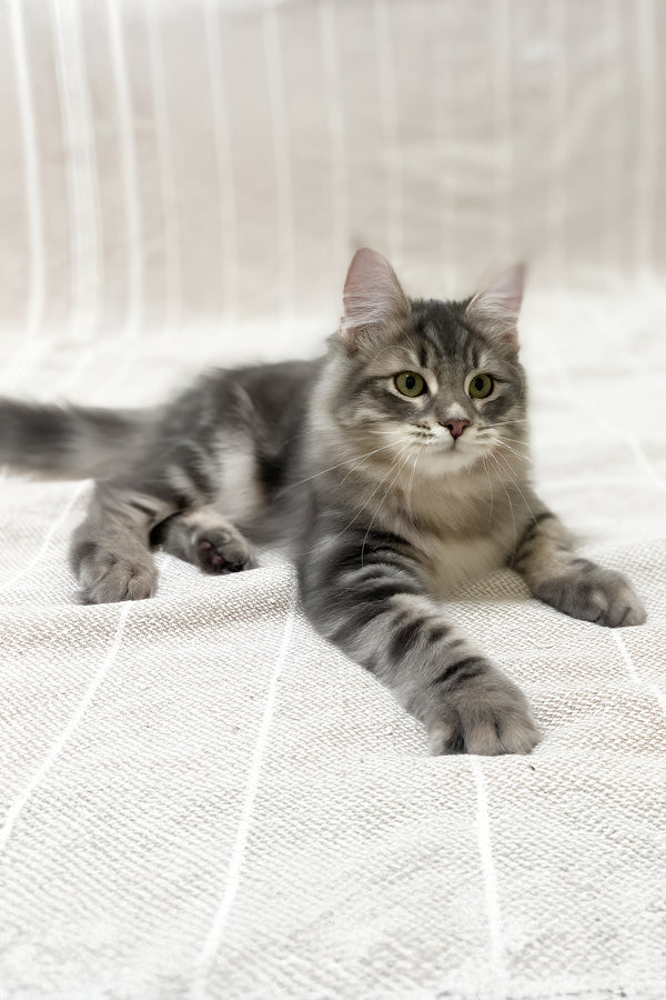 Krasha | Siberian Kitten