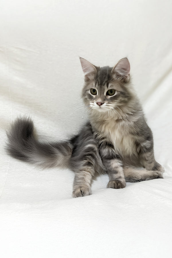 Krasha | Siberian Kitten