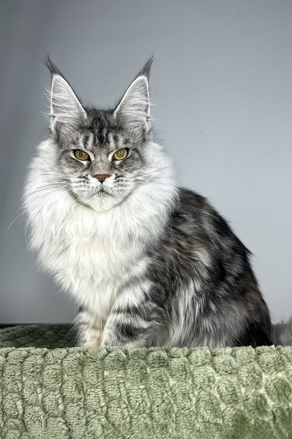 Lana | Maine Coon Kitten