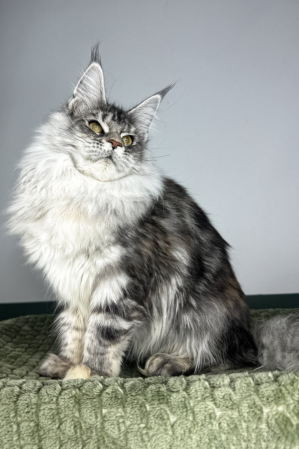 Lana | Maine Coon Kitten