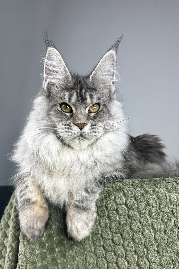 Lana | Maine Coon Kitten