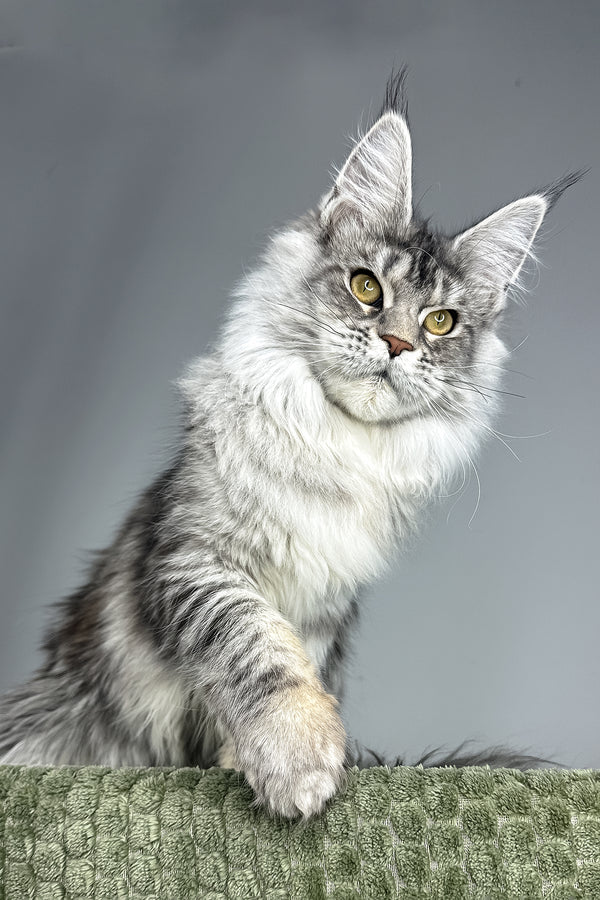Lana | Maine Coon Kitten