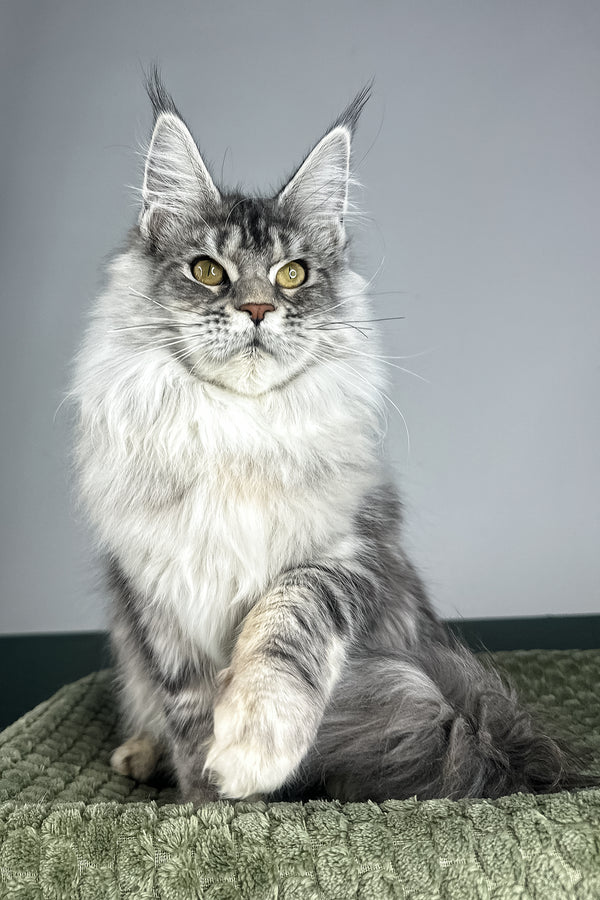 Lana | Maine Coon Kitten