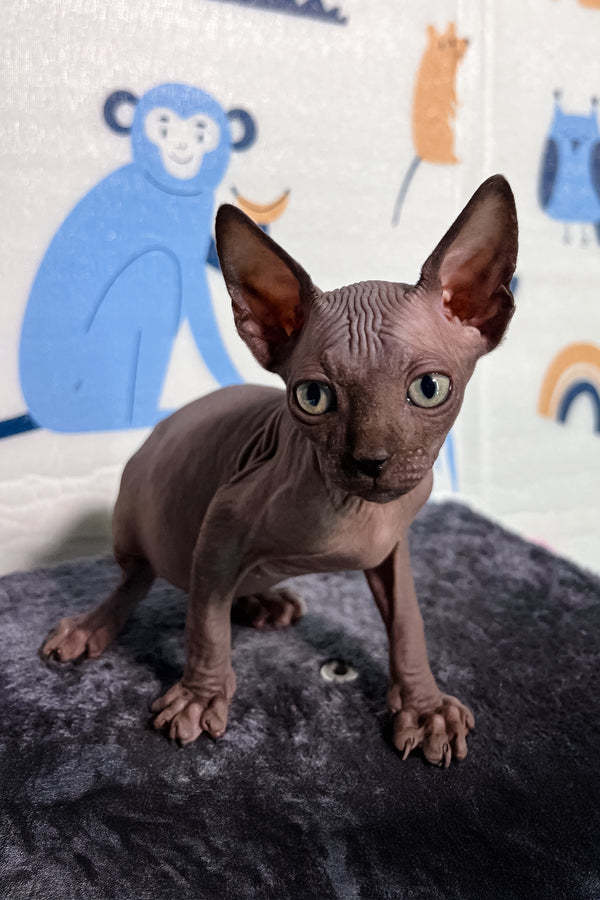 Lucas | Canadian Sphynx Kitten