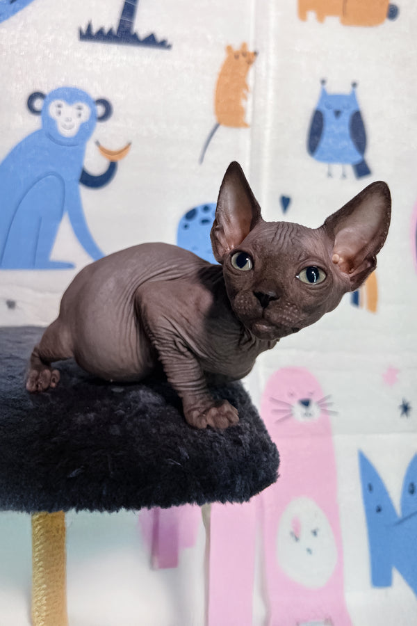 Lucas | Canadian Sphynx Kitten