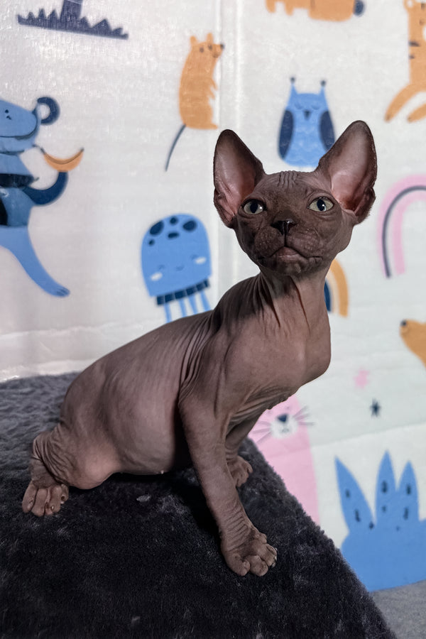 Lucas | Canadian Sphynx Kitten