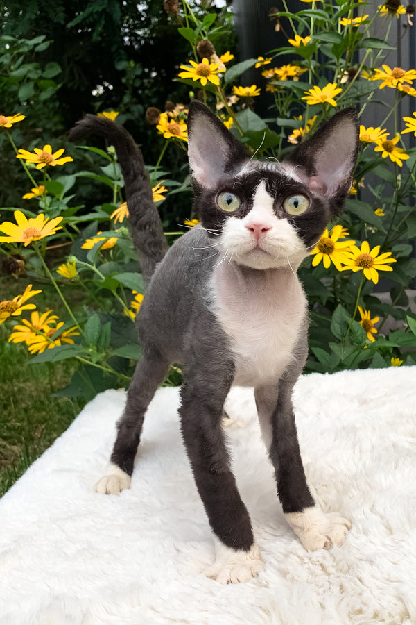 Luna | Devon Rex Kitten