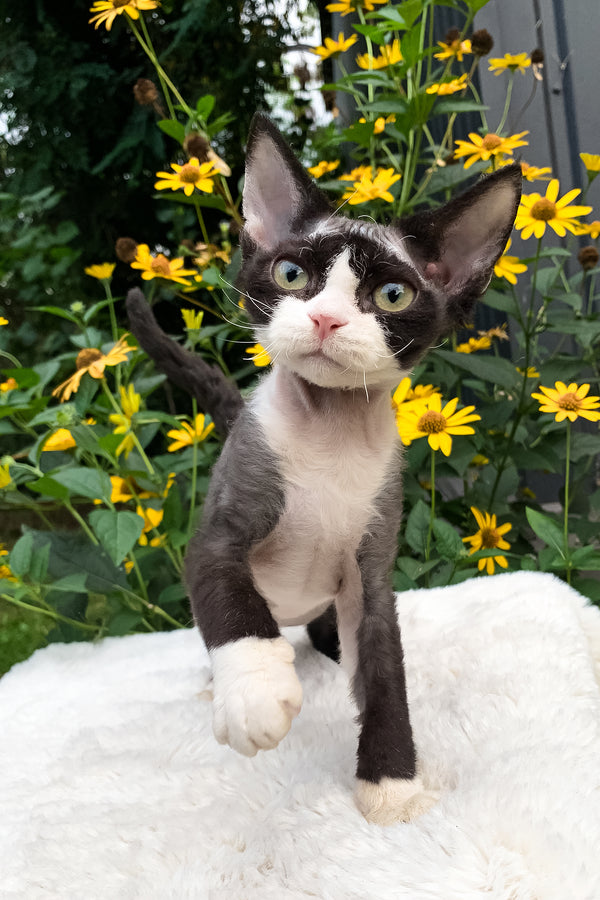 Luna | Devon Rex Kitten