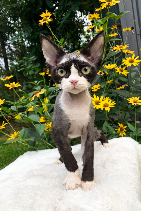 Luna | Devon Rex Kitten