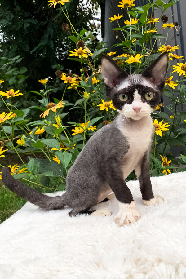 Luna | Devon Rex Kitten