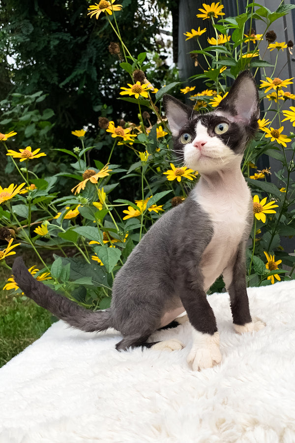 Luna | Devon Rex Kitten