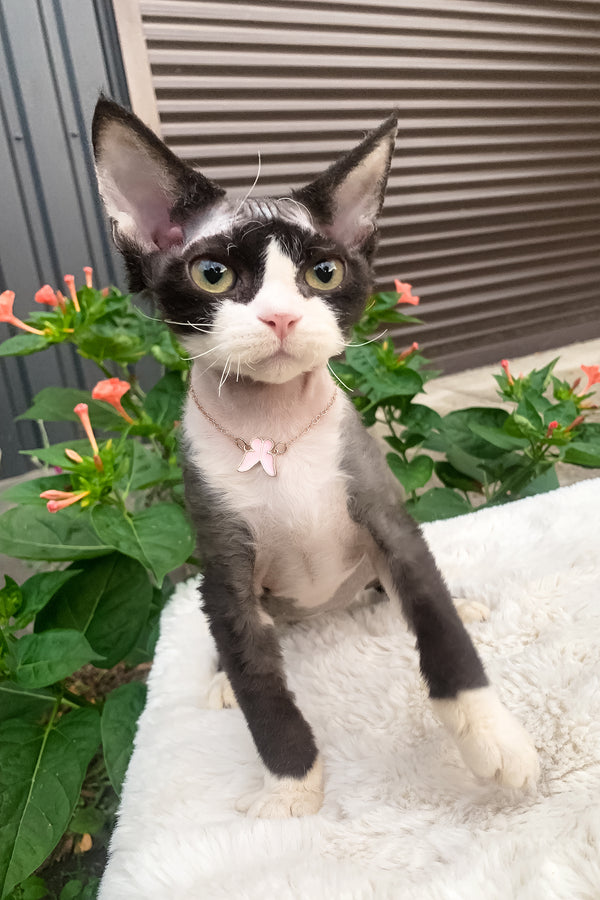 Luna | Devon Rex Kitten